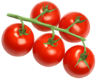 Tomatoes PNG Vector Clipart Image