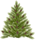 Pine Tree with Cones Transparent PNG Clip Art