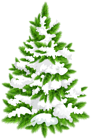 Snowy Pine Tree PNG Clip Art Image