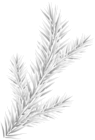 White Pine Branch Transparent Clipart