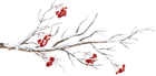 Winter Branch PNG Clip Art Image