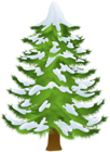 Winter Pine Tree Transparent PNG Clip Art