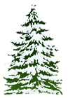 Winter Snowy Pine Tree PNG Clipart Image