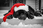 Christmas Black Puppy with Santa Hat Wallpaper