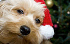 Cute Christmas Santa Puppy Wallpaper