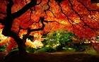 Beautiful Autumn Tree Landscape Wallpaper