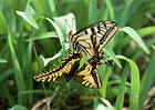 Butterflies in the Grass Wallpaper