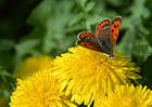 Butterfly and Dandelions Wallpaper