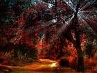 Fall Light Landscape Wallpaper