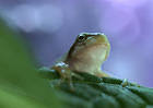 Frog and Leaves Wallpaper