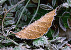 Leaves with Frost Wallpaper