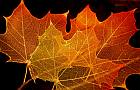 Maple leaf structure