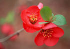 Red Blossom Wallpaper