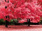 pink-autumn