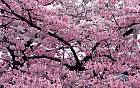pink-spring