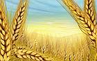 summer-wheat