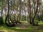 Crooked Forest Poland Wallpaper